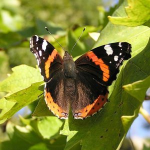 Red Admiral on Vines