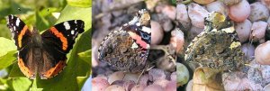 Red Admiral upperwings and underwings