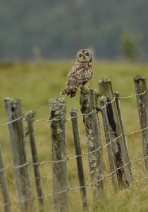 Short Eared Owl