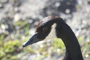 Canada Goose