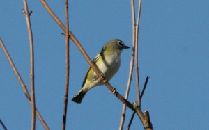 Blue-Headed Vireo