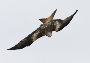 Hovering Kestrel