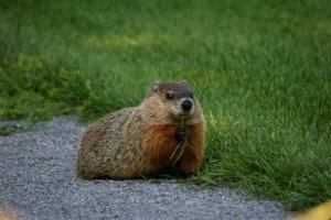 Woodchuck