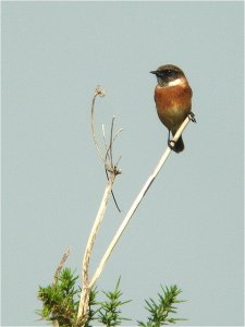 Stonechat