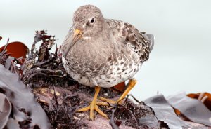 Purple Sandpiper