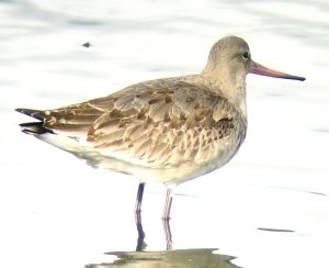 Black-tailed Godwit