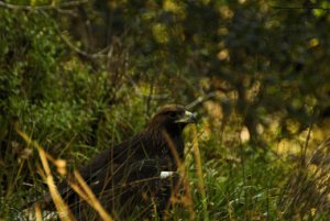 Golden Eagle