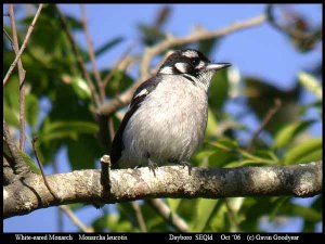 White-eared Monarch