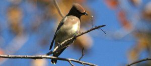 cedar waxwing