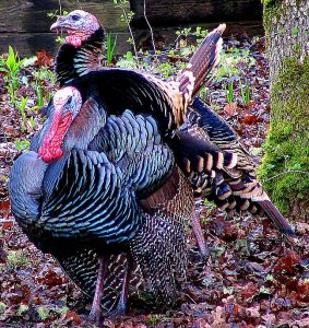 Wild Turkeys