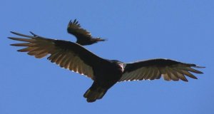 Turkey Vultures