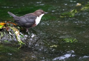 Dipper