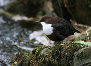 Another Dipper