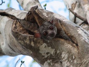 Milne-Edwards's Sportive Lemur