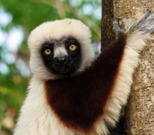 Coquerel's Sifaka