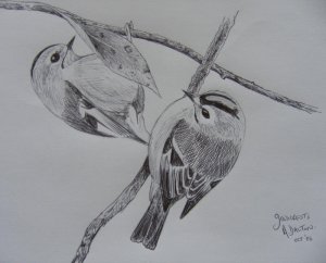 Goldcrests Sketch