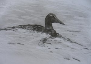 Eider Female