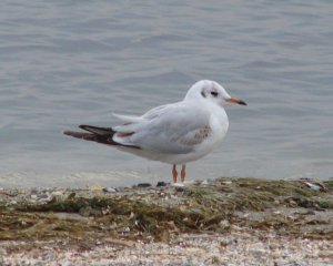 Black-headed Gull