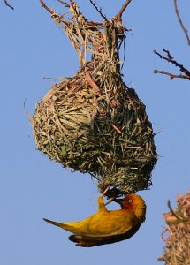 Cape Weaver