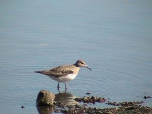 Sandpiper