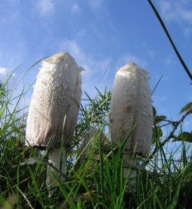 Shaggy Inkcap