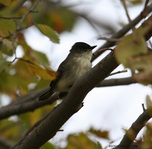 Eastern Phoebe