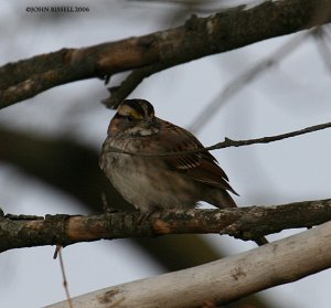 White-throated Sparrow