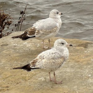 Ring-billed Gulls