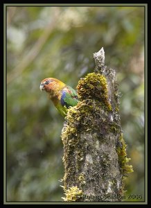 Rusty-faced Parrot