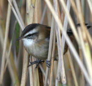 Moustached Warbler