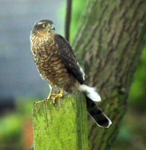 Sparrow Hawk