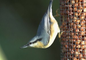 Nuthatch