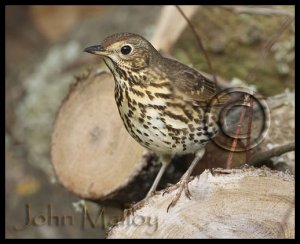 Song THrush