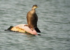 European Shag