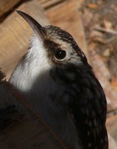 Brown Creeper