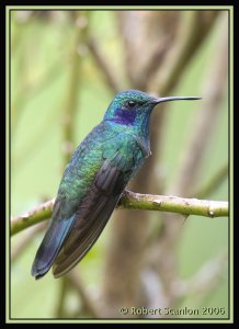 Green Violetear