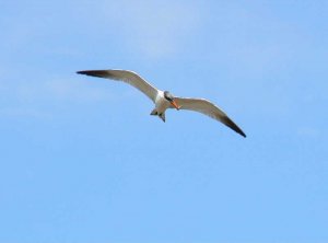 Caspian Tern