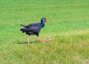 Purple Gallinule