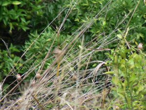 Common Waxbills