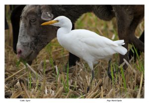 One more Cattle Egret