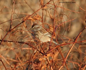 American Tree Sparrow