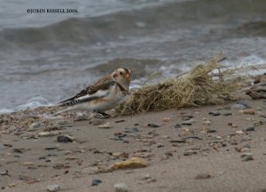 Snow Bunting