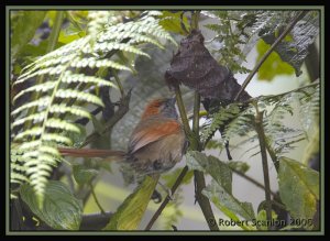 Azara's Spinetail *DB