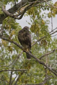 Buzzard281006