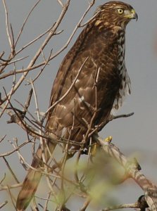 Cooper's Hawk