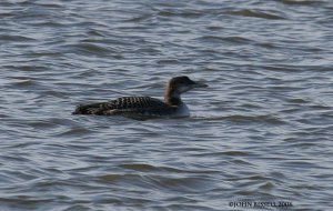 Common Loon