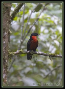 Red-ruffed Fruit Crow *DB