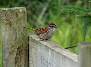 Swamp Sparrow