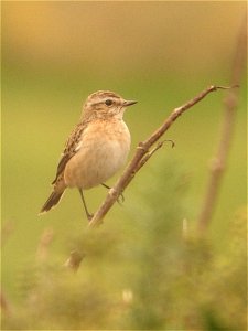 Whinchat