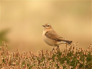 Wheatear